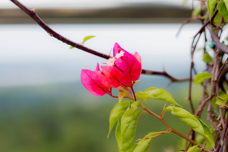 Flowers in the gardenの写真素材