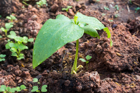 the young plant growing up to the strong and beautiful body in the future. it's bean tree.の写真素材
