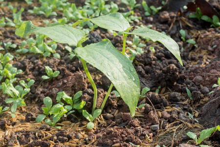 The beautiful young bean tree with strong body among  weeds in garden.の写真素材