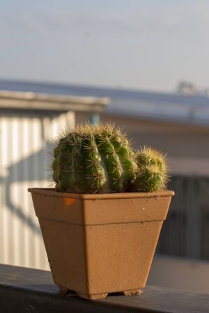 A cactus lovely plant indoor.の写真素材