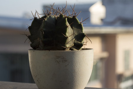 Flower White of Cactus in white square pot lovely plant indoor.の写真素材