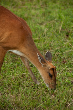 Barking deer in forest ,Northeast of Thailand の写真素材