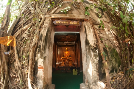 Old root tree around ancient church in temple ,Middle of Thailand の写真素材
