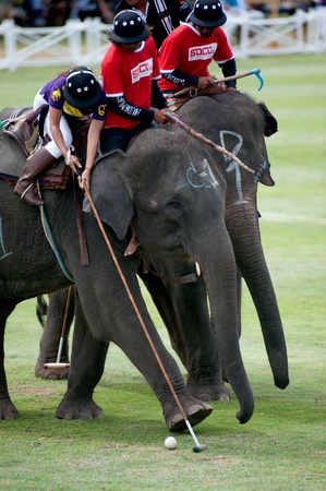 HUA HIN, THAILAND -SEPTEMBER 8  Unidentified polo players play in elephant polo games during the 2011 King  s Cup Elephant Polo match on September 8, 2011 at Suriyothai Camp in Hua Hin, Thailand のeditorial素材