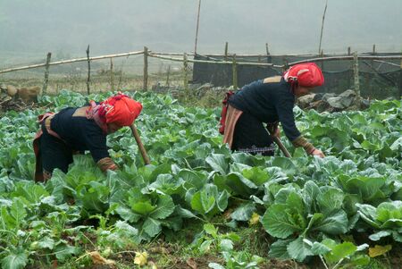 SAPA, VIETNAM -AUG 29   Unidentified women from the Red Dao Ethnic Minority People working in field on August 29,2011 in Sapa, Vietnam  Red Dao Minority are the 9th largest ethnic group in Vietnam   のeditorial素材