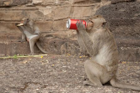 Monkeys enjoys drinking from cans in the annual Monkey Buffet Festival at temple more than 2,000 kg of fruits and vegetables in Thailand の写真素材