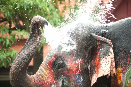 Young elephant playing water in Songkran day in Thailand の写真素材