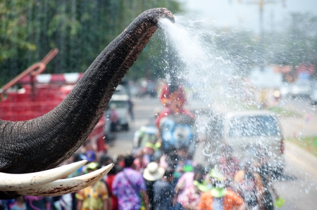 Young elephant playing water in Songkran day in Thailand のeditorial素材