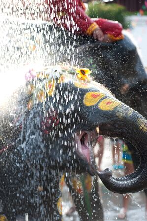 Young elephant playing water in Songkran day in Thailand の写真素材