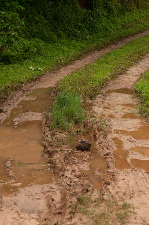 Route in rain forest の写真素材