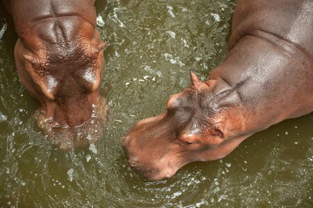 Hippo and her cub,hippopotamus couple sleeping,animal in zoo,mother and her baby,mothers love,baby sleep,safety,mother and calf の写真素材