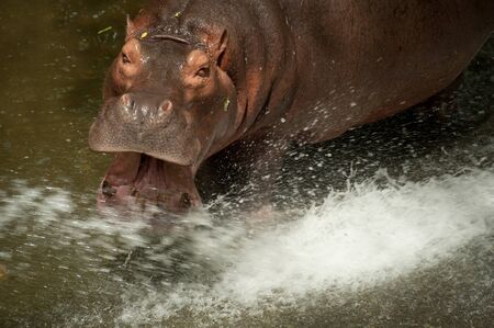 Hippopotamus drinking in a pond の写真素材
