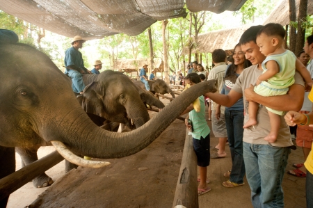 LAMPANG, THAILAND - MAY, 9  The mahout train elephant to stack the log They have show twice in day  In The Thai Elephant Conservation Center  TECC  at Lampang  May 9, 2012 in Lampang, Thailand  のeditorial素材