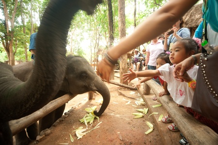 LAMPANG, THAILAND - MAY, 9  The mahout train elephant to stack the log They have show twice in day  In The Thai Elephant Conservation Center  TECC  at Lampang  May 9, 2012 in Lampang, Thailand  のeditorial素材