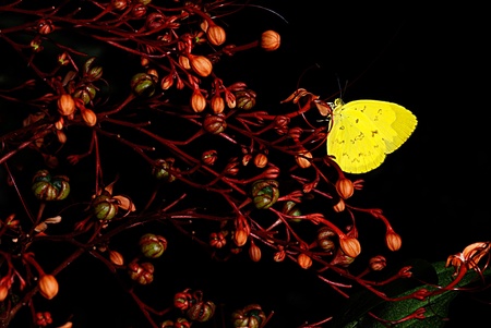 Butterfly on flower の写真素材