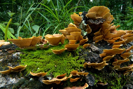 Mushroom on the log in forest  の写真素材