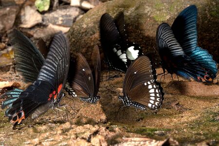 Group of butterfly on ground の写真素材