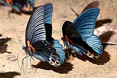 Twin butterfly in forest の写真素材