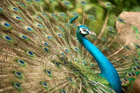 A Peacock with its feathers open  の写真素材