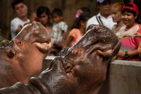 People of feeding the hippopotamus  のeditorial素材