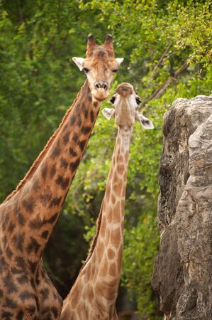 Twin giraffes in the zoo  