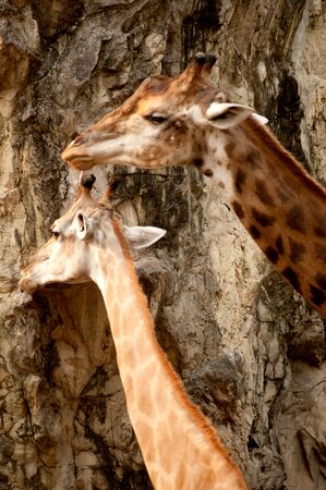 Twin giraffes in the zoo  の写真素材