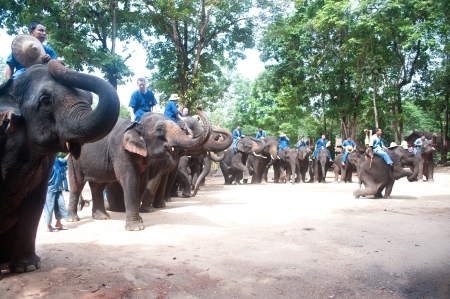Elephant show every day in Lamphang Province,Northern of Thailand のeditorial素材