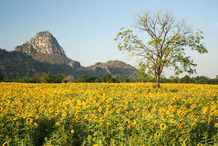 Sun flower field in Thailand の写真素材