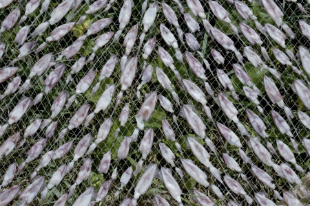 Drying Squid の写真素材
