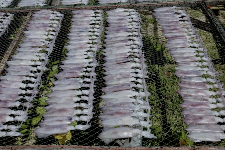 Drying Squid の写真素材
