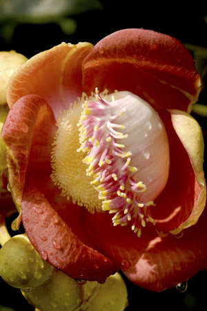 Flower in Temple の写真素材