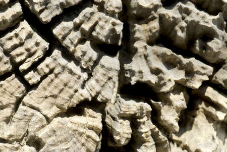 Old wood texture の写真素材