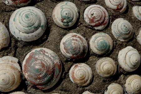 Shell texture 