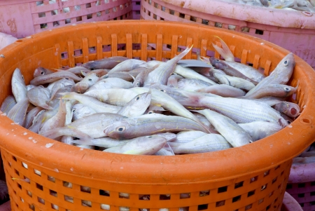 Fishes in market の写真素材
