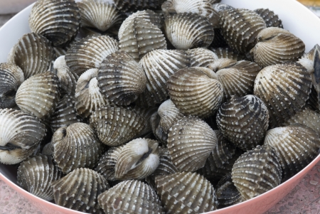 Sea shell for food の写真素材