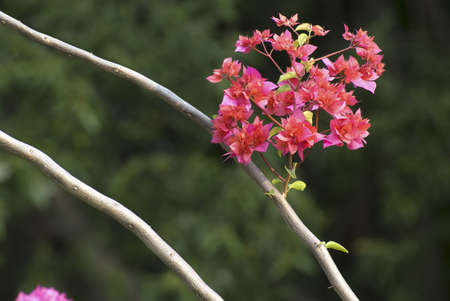 Bougainvillaea flowers 