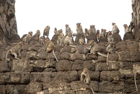 Group of monkeyの写真素材