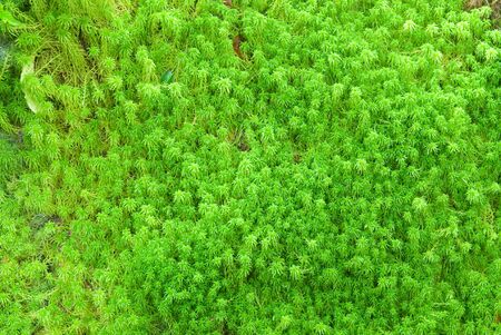 Sphaqnur moss in rain forest の写真素材