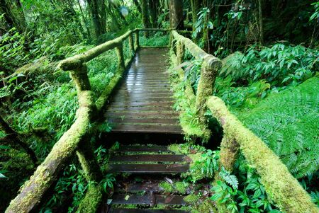 Wood footpath in rain forest at highest of mountain in Northern of Thailand の写真素材