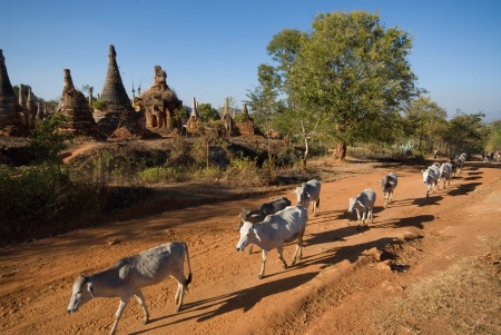 Cows around the stupas of Inn Taing temple near Inle lake in Myanmar の写真素材
