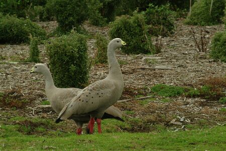 Goose and gander in Australia  の写真素材