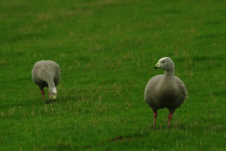 Goose and gander in Australia  の写真素材