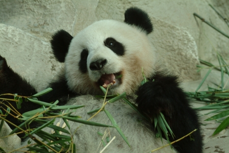 Big Panda is eating の写真素材