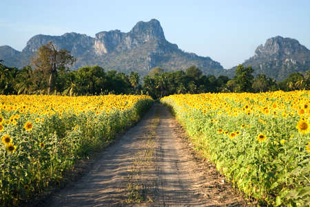 Sunflower field  in Middle of Thailnd の写真素材