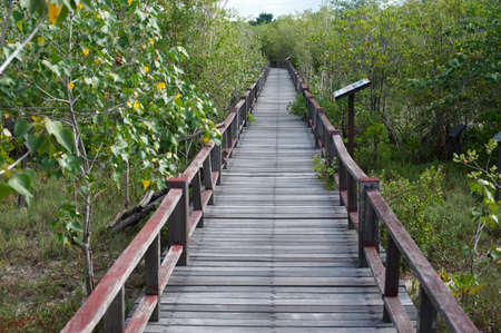 Wood footpath  