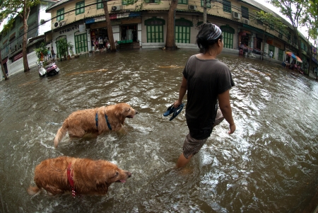 BANGKOK, THAILAND - OCTOBER 31   unidentified People and dogs running in flood water in Bangkok after the heaviest rains in 50 years in Thailand on October 31, 2011 in Bangkok, Thailand のeditorial素材