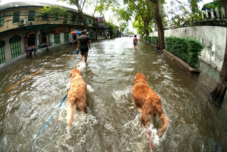 BANGKOK, THAILAND - OCTOBER 31   unidentified People and dogs running in flood water in Bangkok after the heaviest rains in 50 years in Thailand on October 31, 2011 in Bangkok, Thailand のeditorial素材