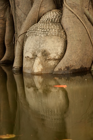 Mega flood in 50 years at big head buddha at tree in Wat Mahatrat temple in Ayuttaya historical park , Middle of Thailand   の写真素材