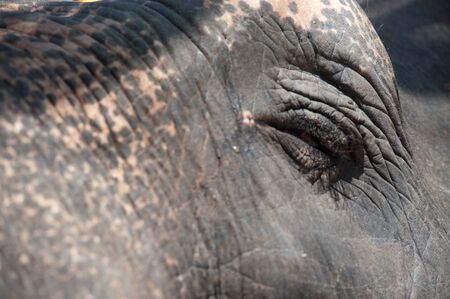 Eye of young Asian elephant  の写真素材