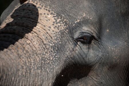 Face of young Asian elephant  の写真素材